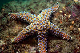 Image of Giant seastar