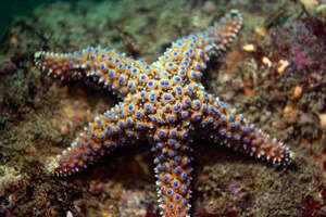 Imagem de Pisaster giganteus (Stimpson 1857)