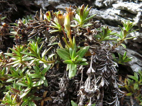 Image of Veronica colostylis Garn.-Jones