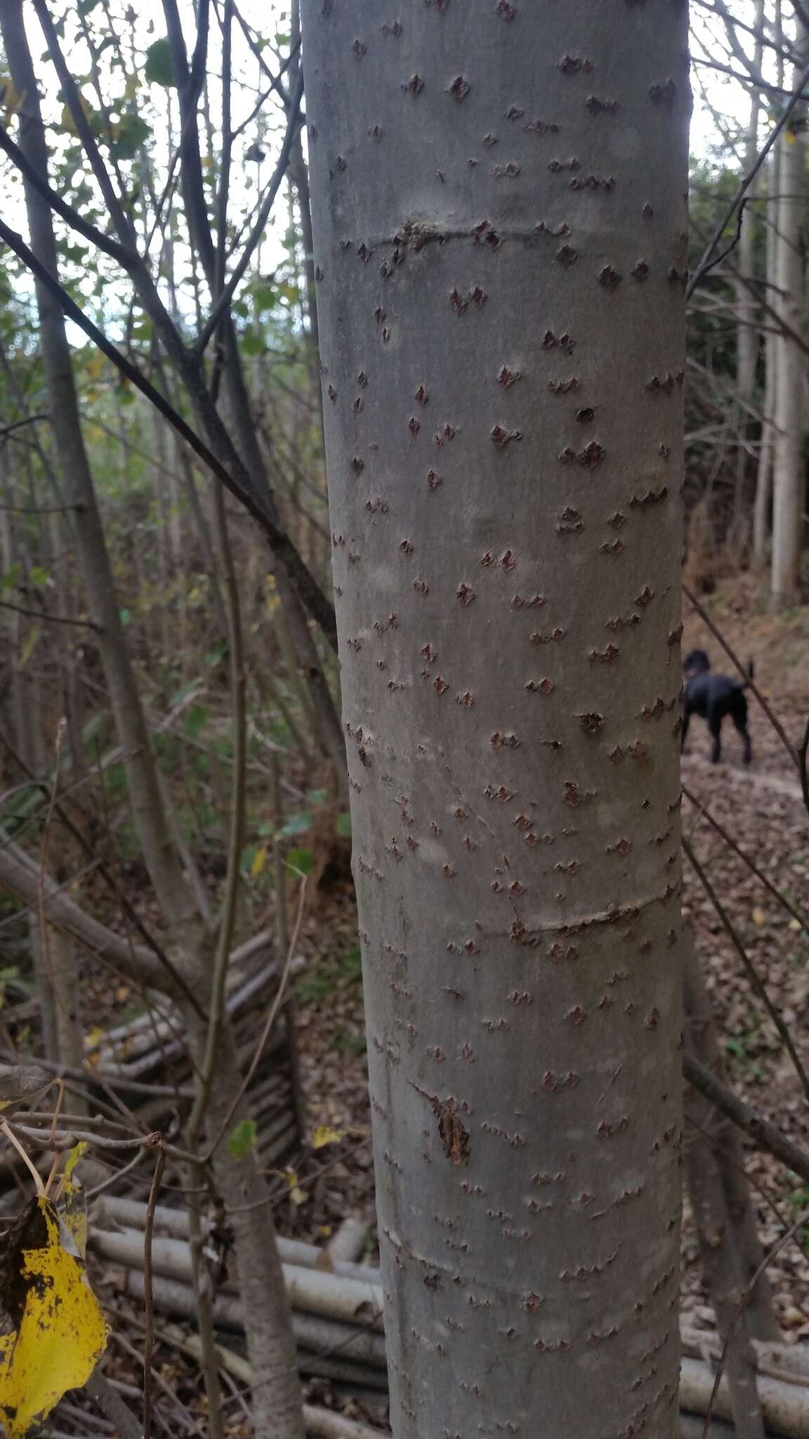 Image of Grey poplar