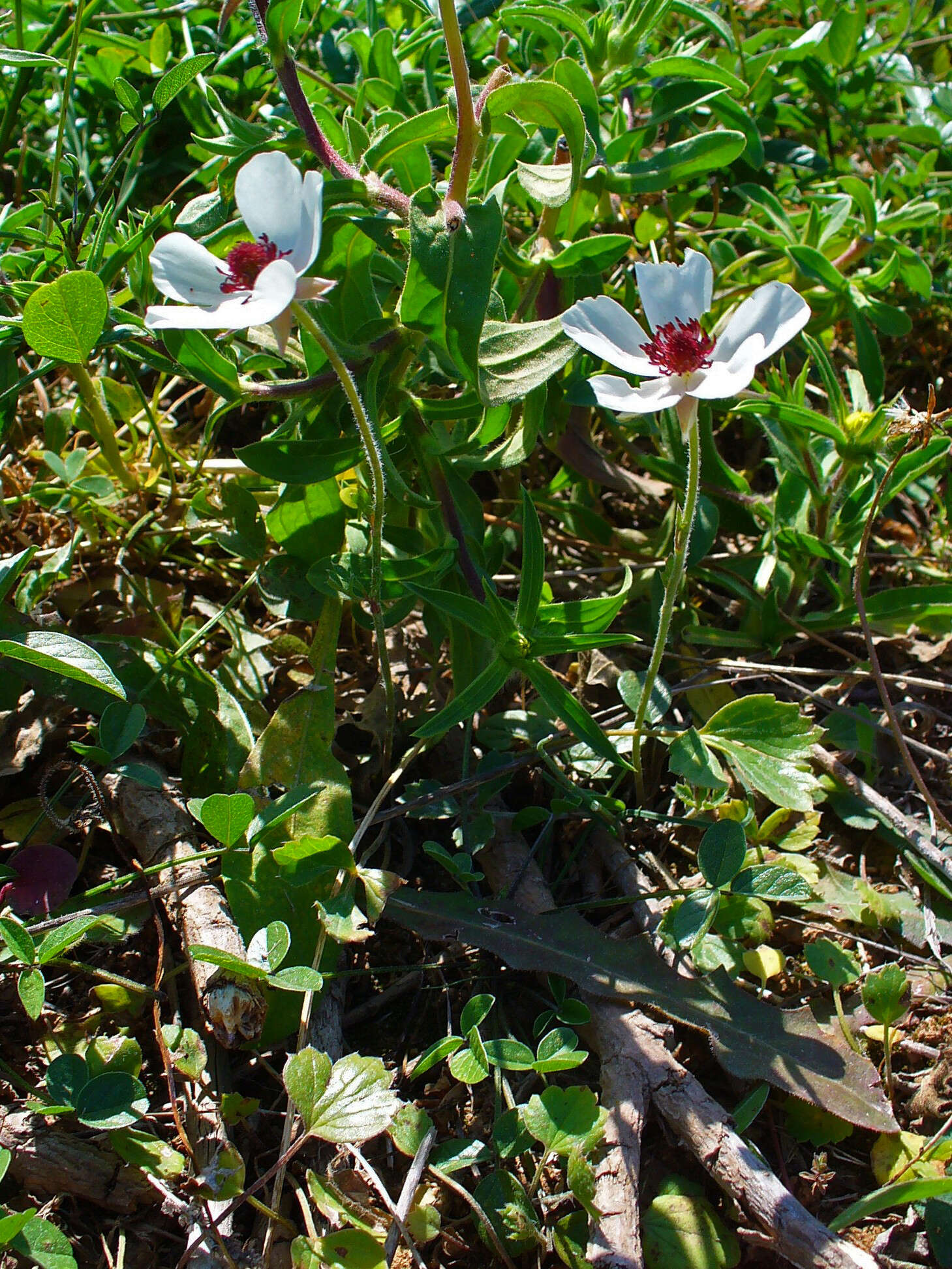 Image of lilies-of-the-field