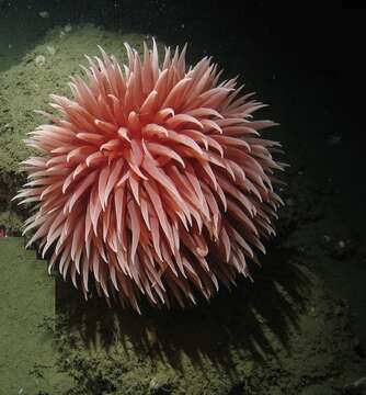 Image of Pom-pom anemone