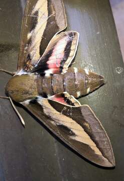 Image of Galium Sphinx