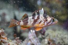 Image of Calico rockfish