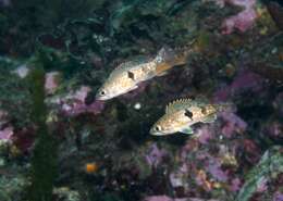 Image of Halfbanded rockfish