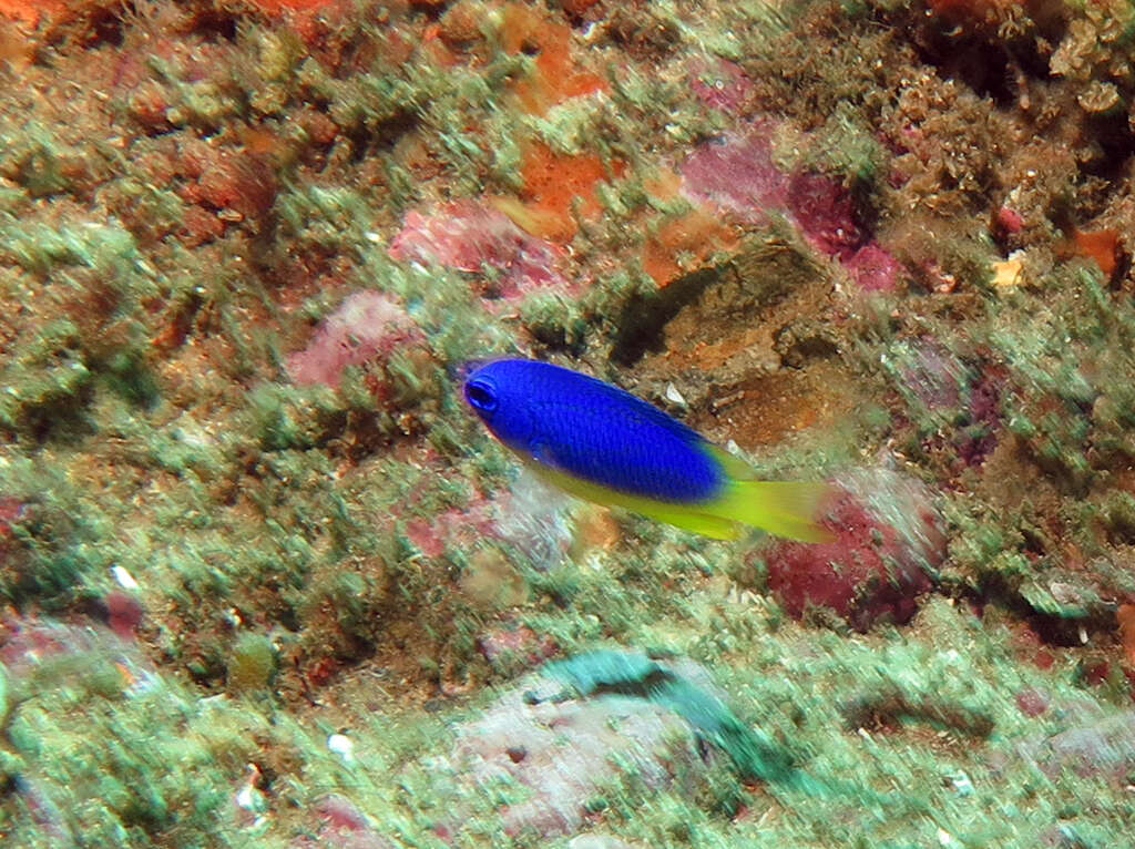 Image of Blue damsel