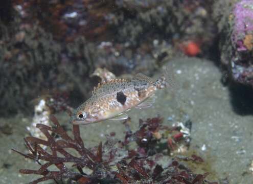 Image of Halfbanded rockfish