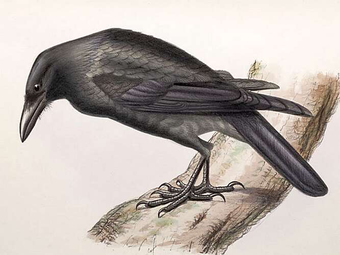 Image of Jamaican Crow