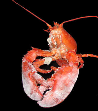 Image of American Lobster