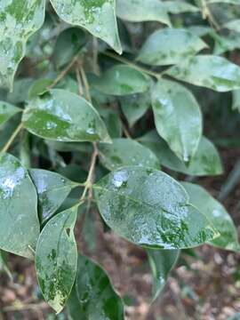 Sivun Osmanthus enervius Masam. & T. Mori kuva