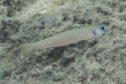 Image of Chinese zebra goby