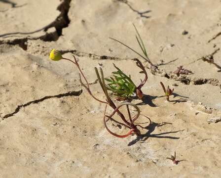 Image of Cotula filifolia Thunb.