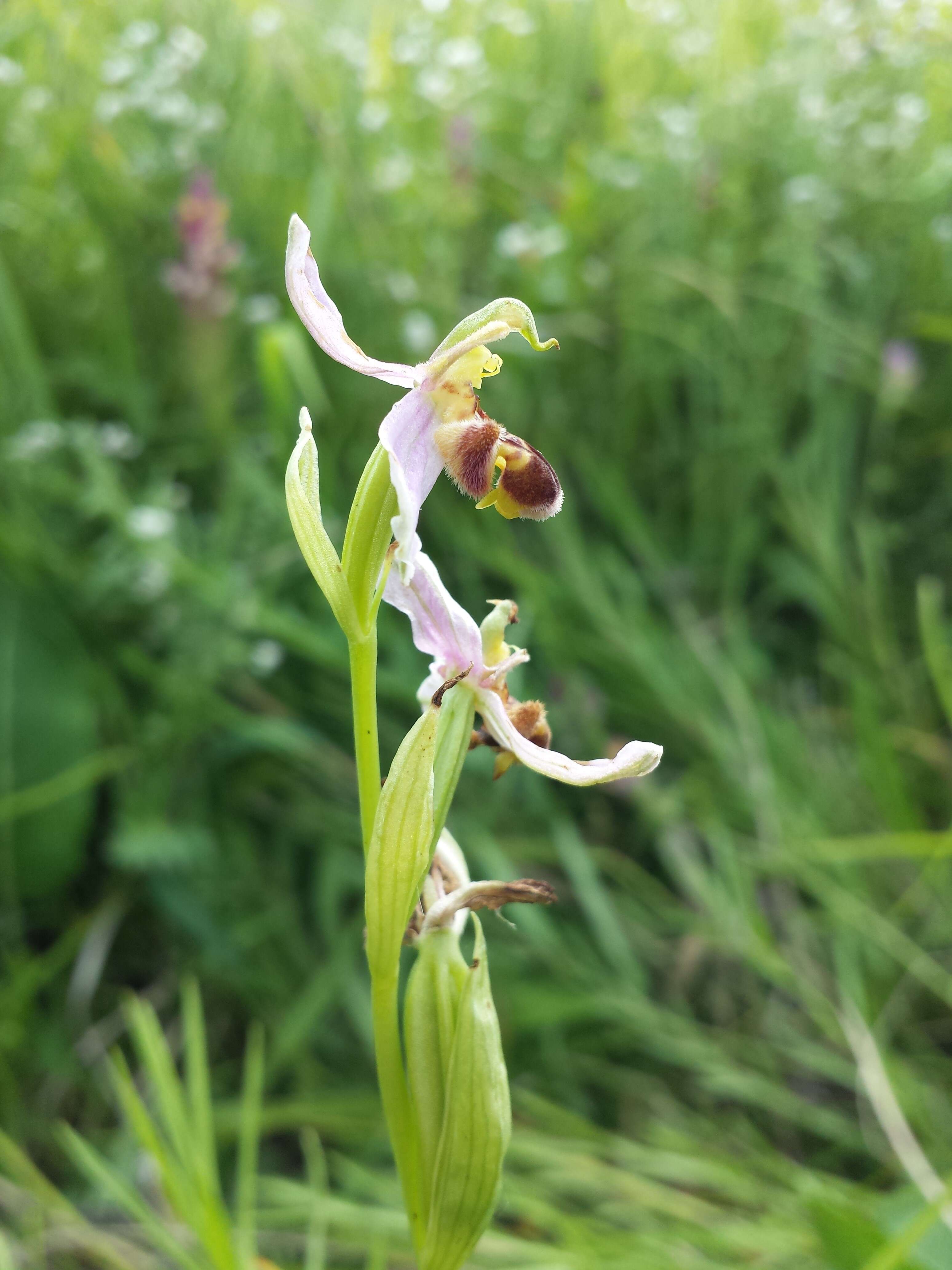 Image of Bee orchid