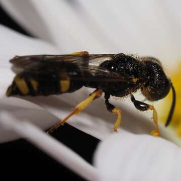 Cerceris rybyensis (Linnaeus 1771) resmi