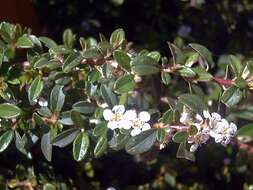 Image of bearberry cotoneaster