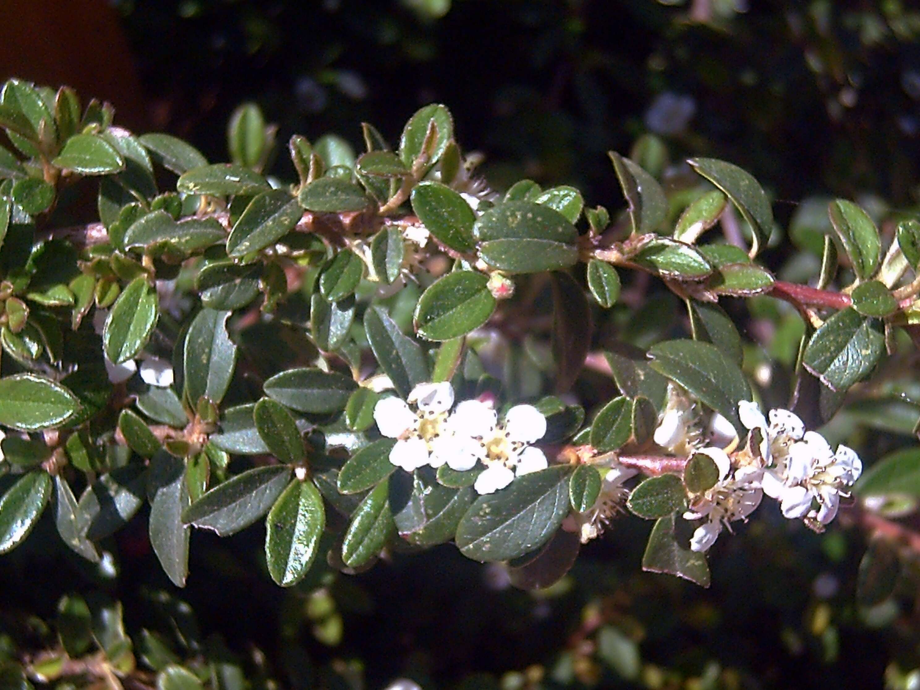 Image of coral beauty cotoneaster