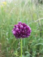 Image of sand leek