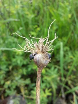 Image of sand leek