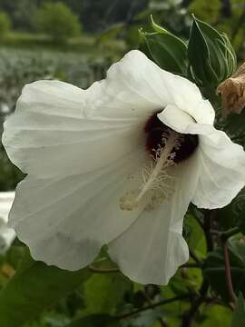 Imagem de Hibiscus moscheutos subsp. lasiocarpos (Cav.) O. J. Blanch.