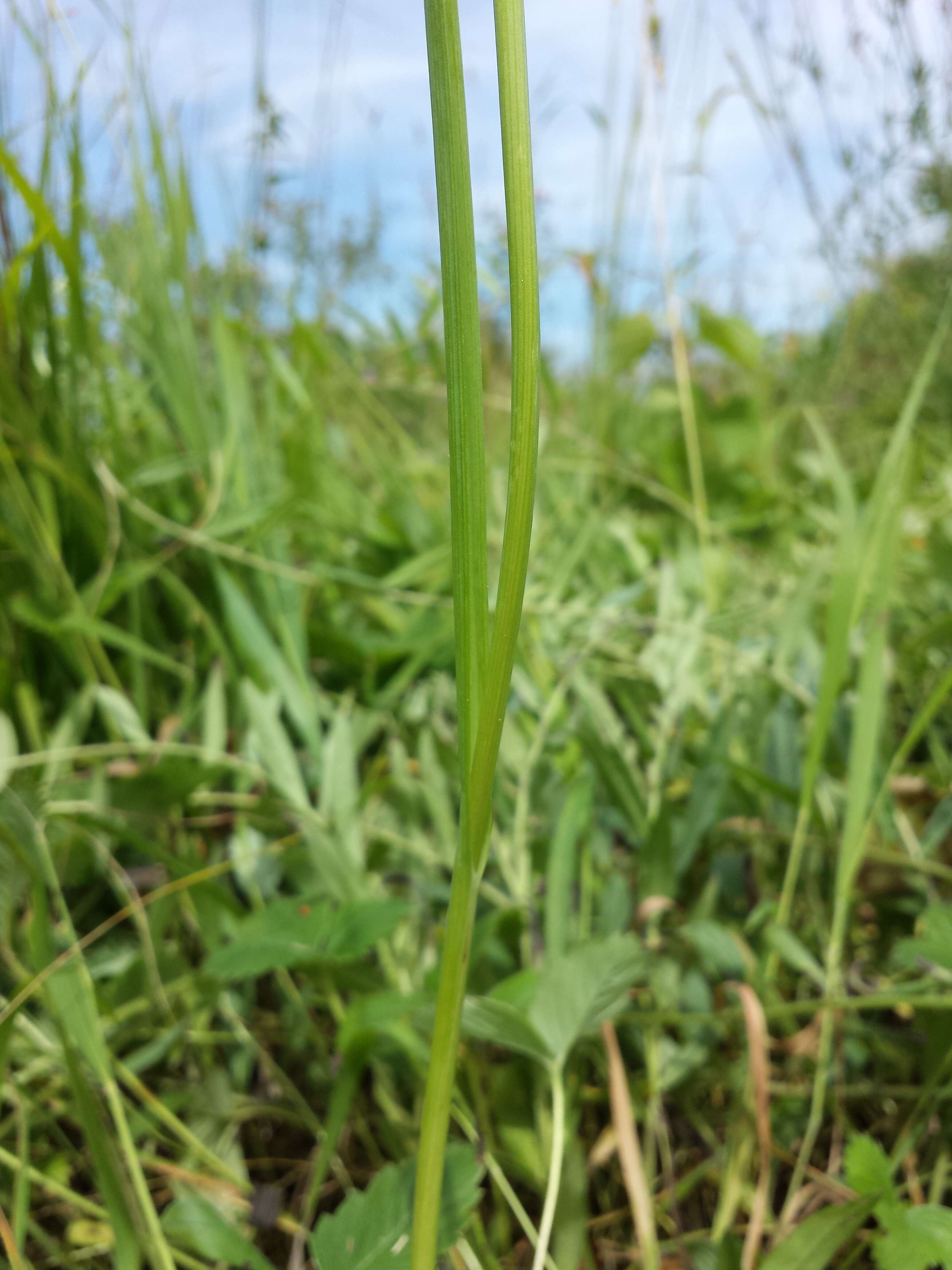 Image of sand leek