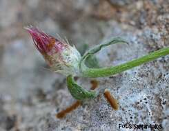 Image of Centaurea poculatoris W. Greuter