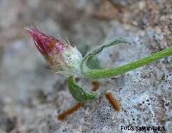 Слика од Centaurea poculatoris W. Greuter