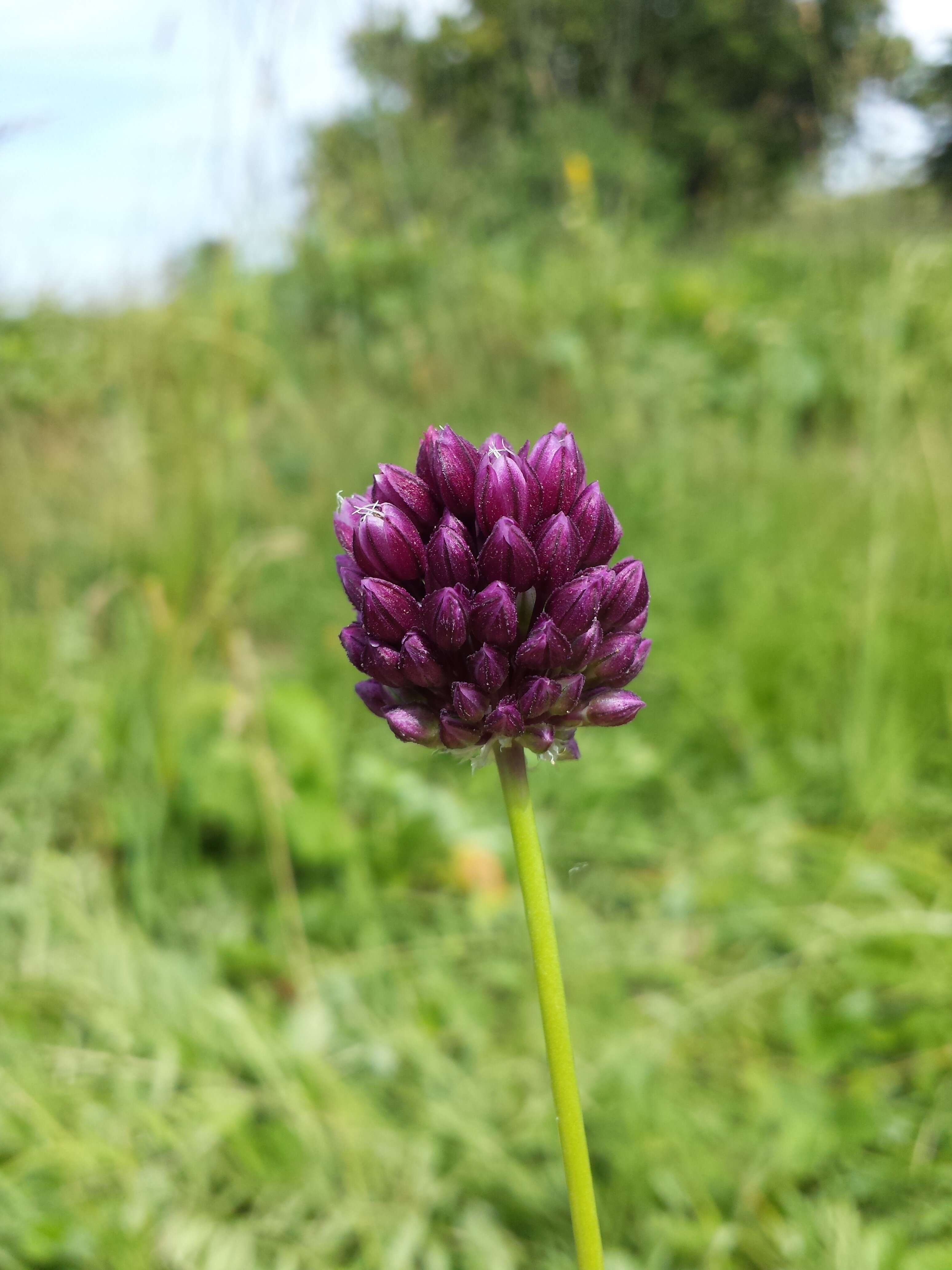 Image of sand leek