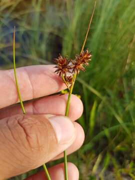 Sivun Juncus nodosus L. kuva