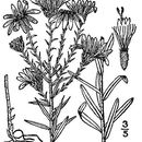 Image of <i>Ionactis linariifolia</i> (L.) Greene