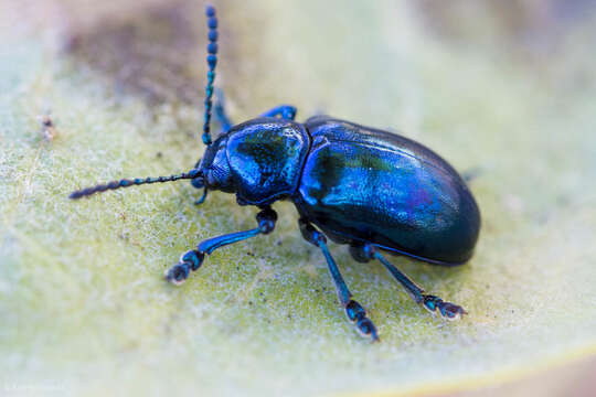 Image of Cobalt Milkweed Beetle