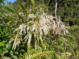 Image of Cordyline indivisa (G. Forst.) Endl.