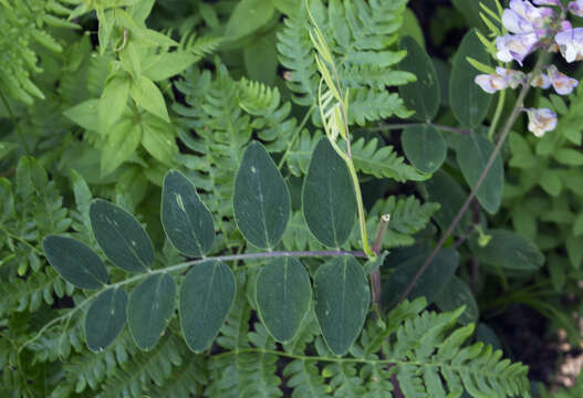 Plancia ëd Lathyrus venosus Willd.