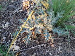 Image of hedgehog pricklypoppy