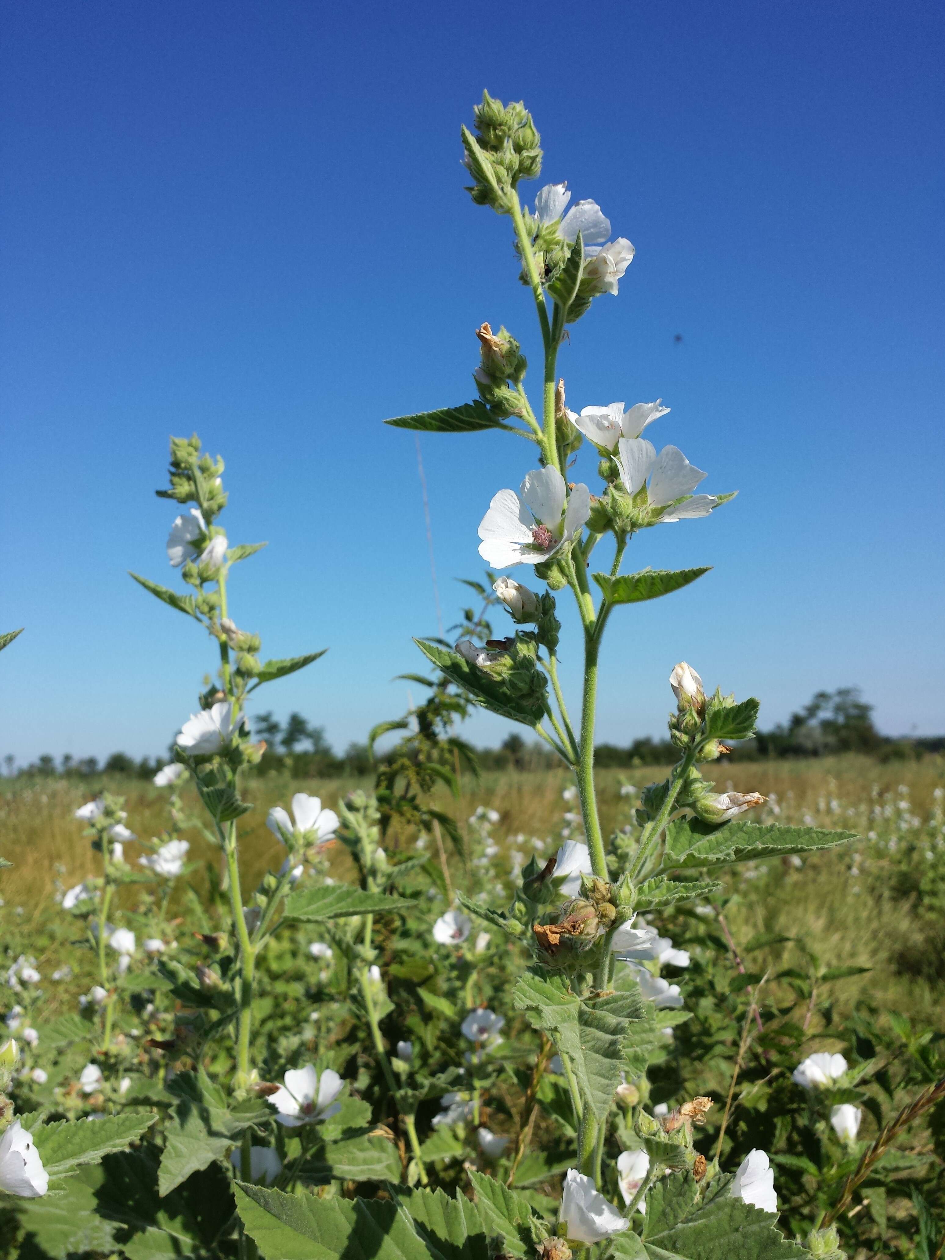 Image of Marshmallow