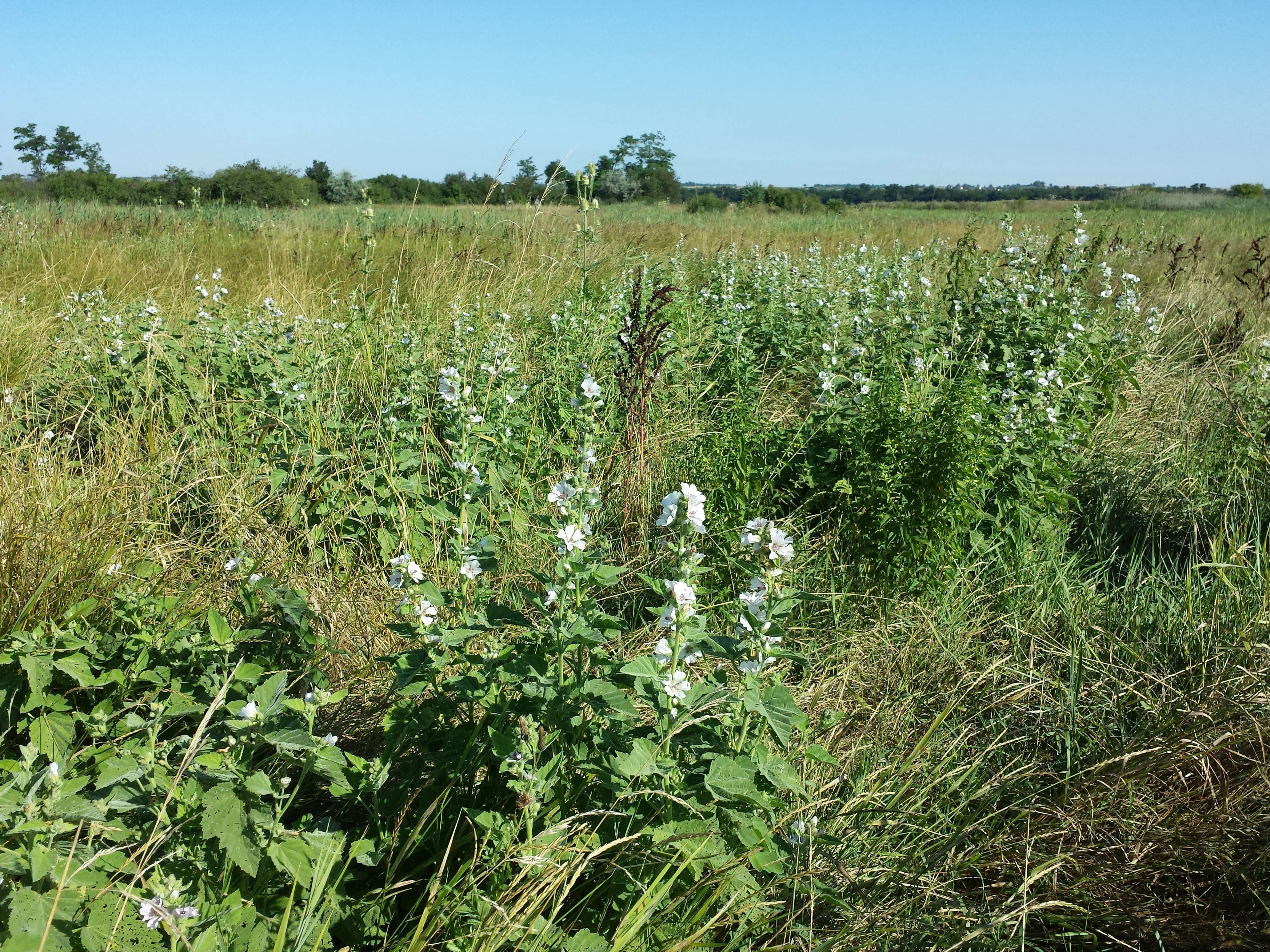 Image of Marshmallow