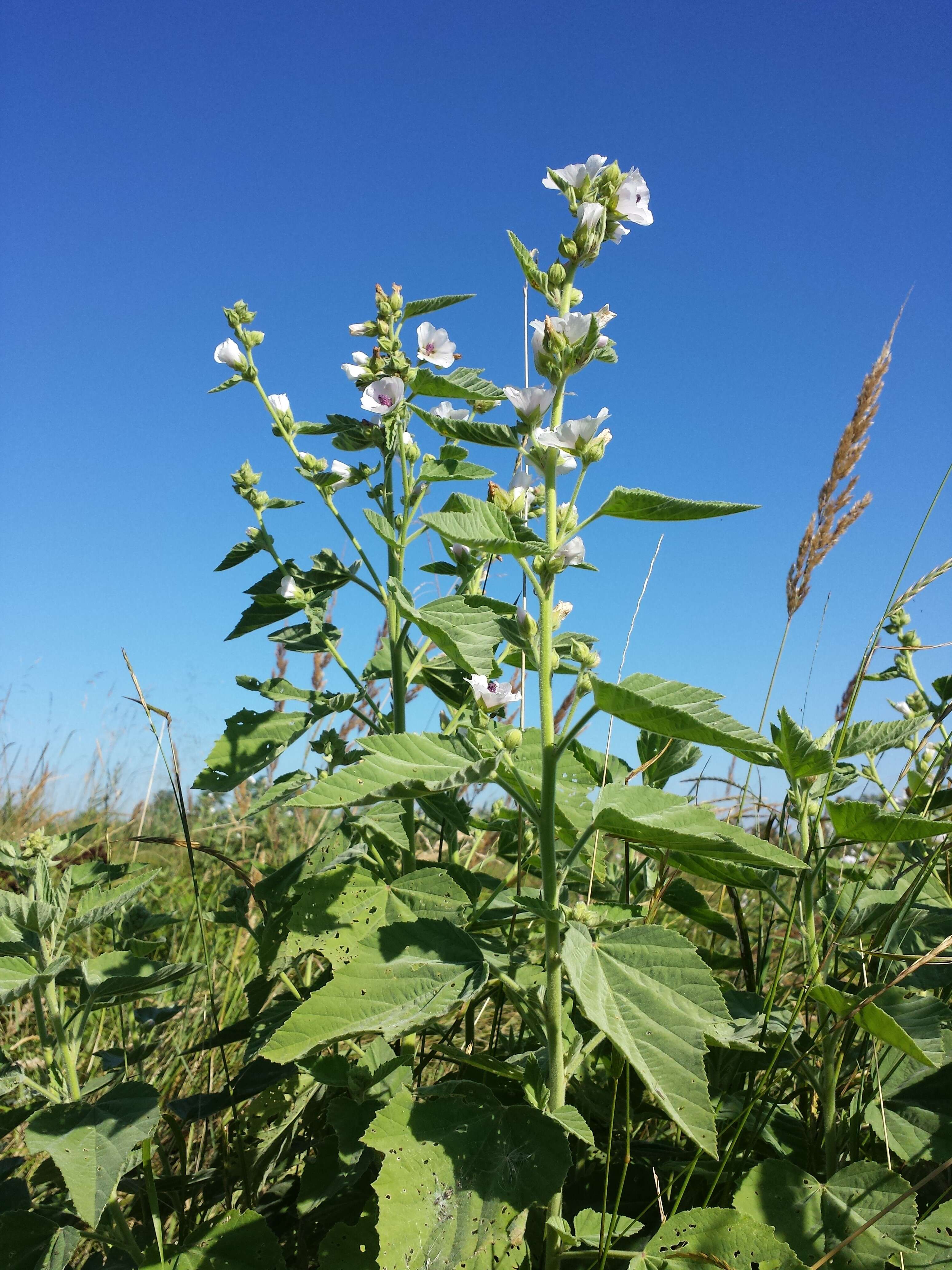 Image de Guimauve officinale