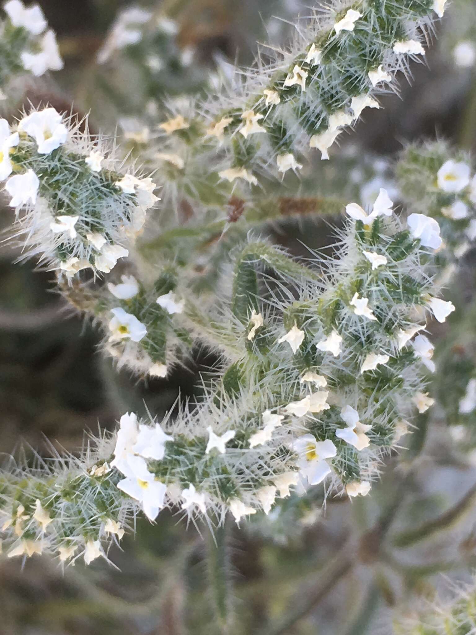 Imagem de Johnstonella angustifolia (Torr.) Hasenstab & M. G. Simpson