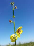 Imagem de Verbascum blattaria L.