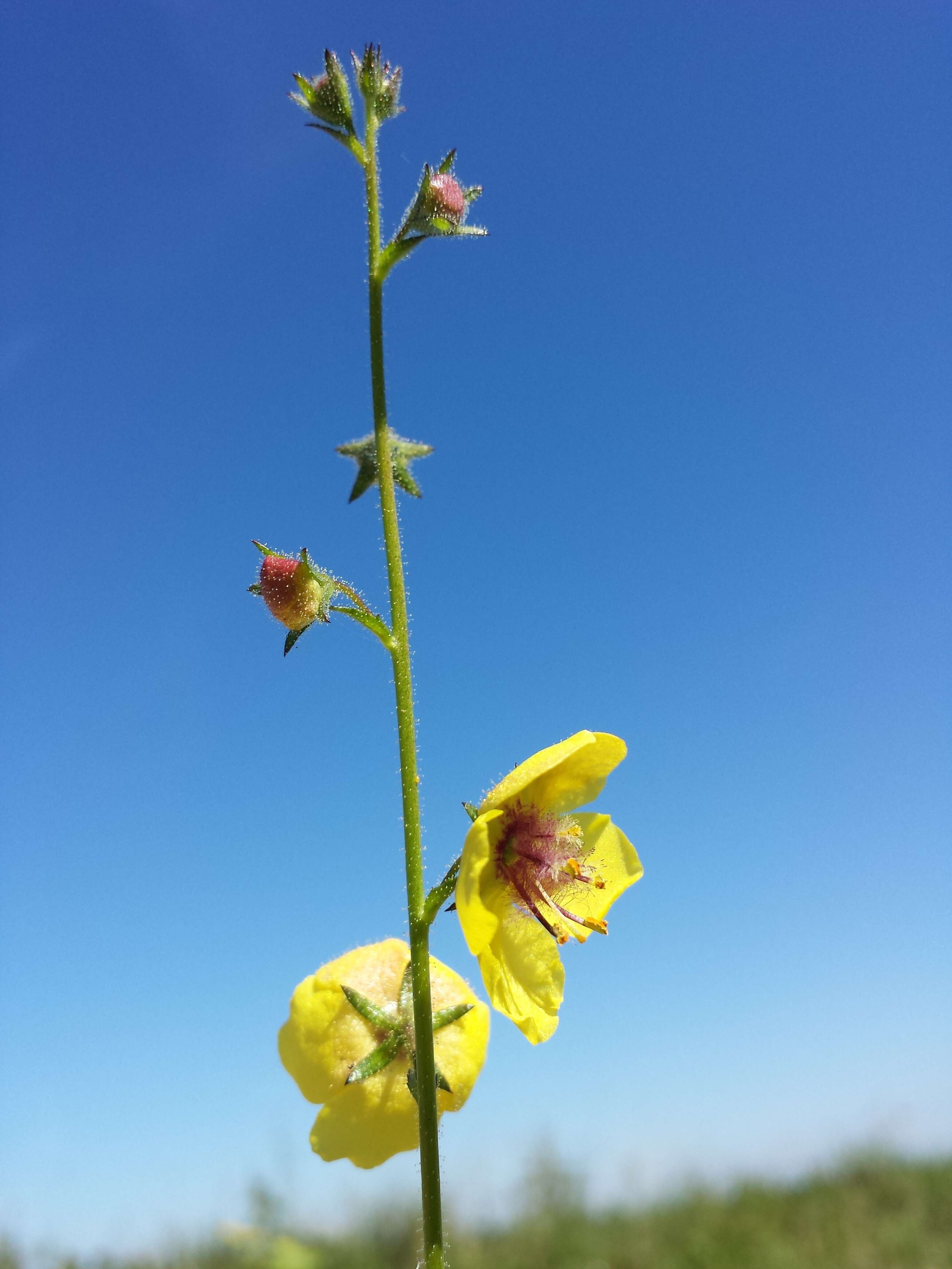 Imagem de Verbascum blattaria L.