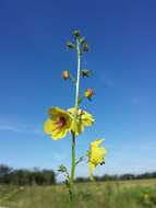 Imagem de Verbascum blattaria L.