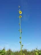 Imagem de Verbascum blattaria L.