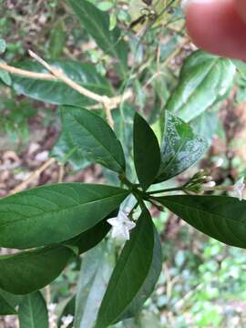 Image of Rauvolfia verticillata (Lour.) Baill.