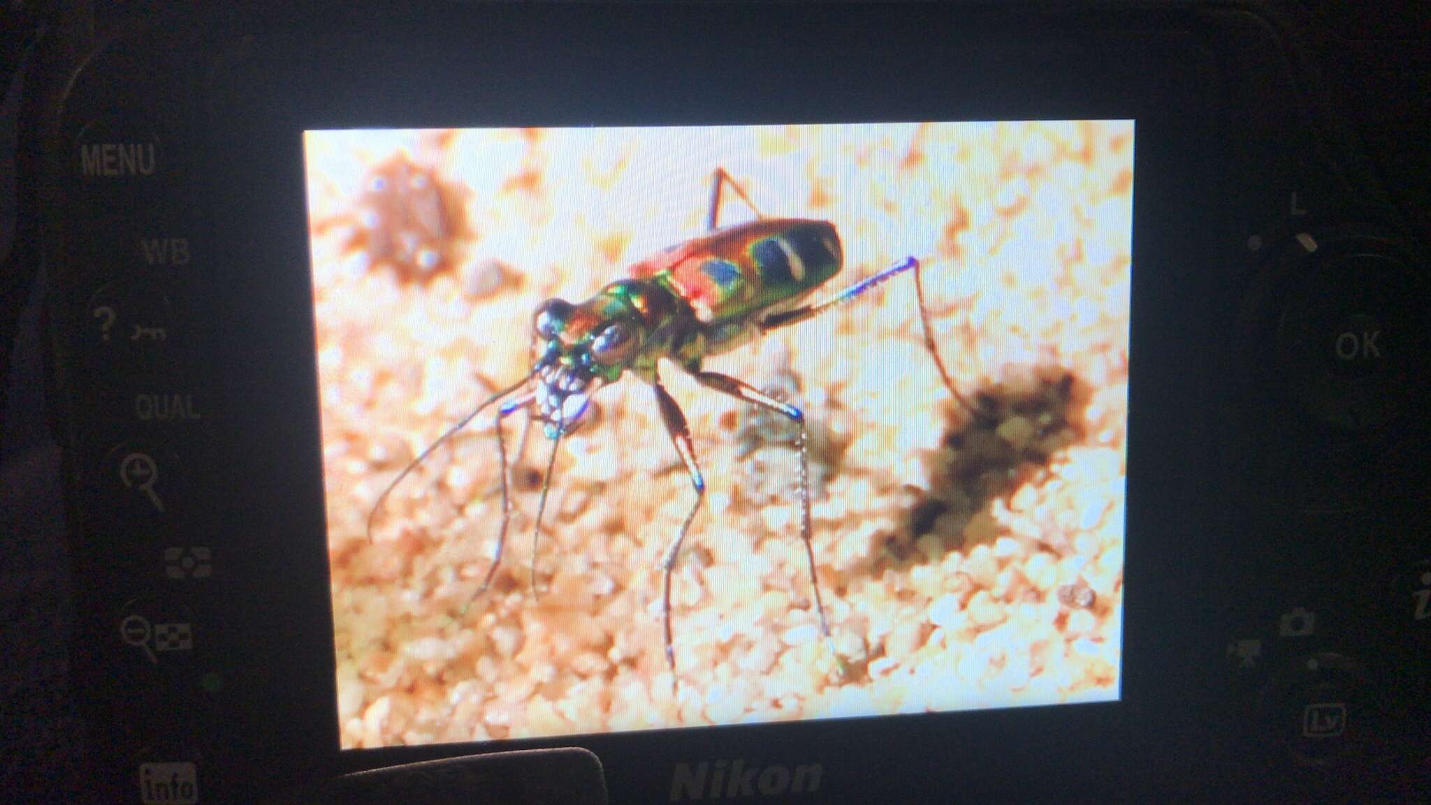 Image of Cicindela (Cosmodela) duponti Dejean 1826