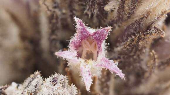 Image of desert broomrape