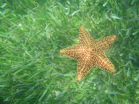 Image of Red cushion sea star