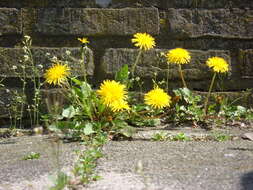 Image of Common Dandelion