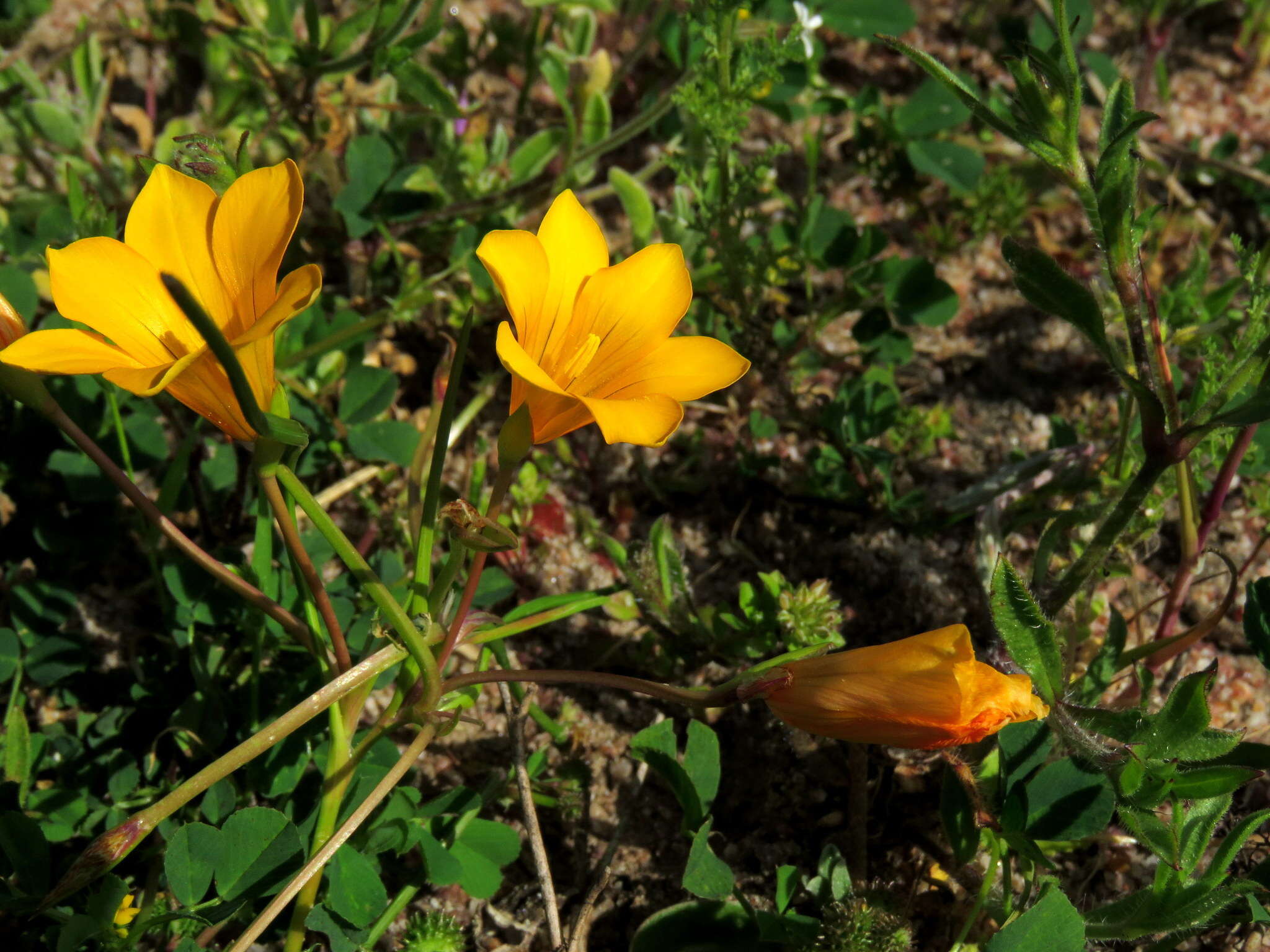 Image of Romulea saldanhensis M. P. de Vos