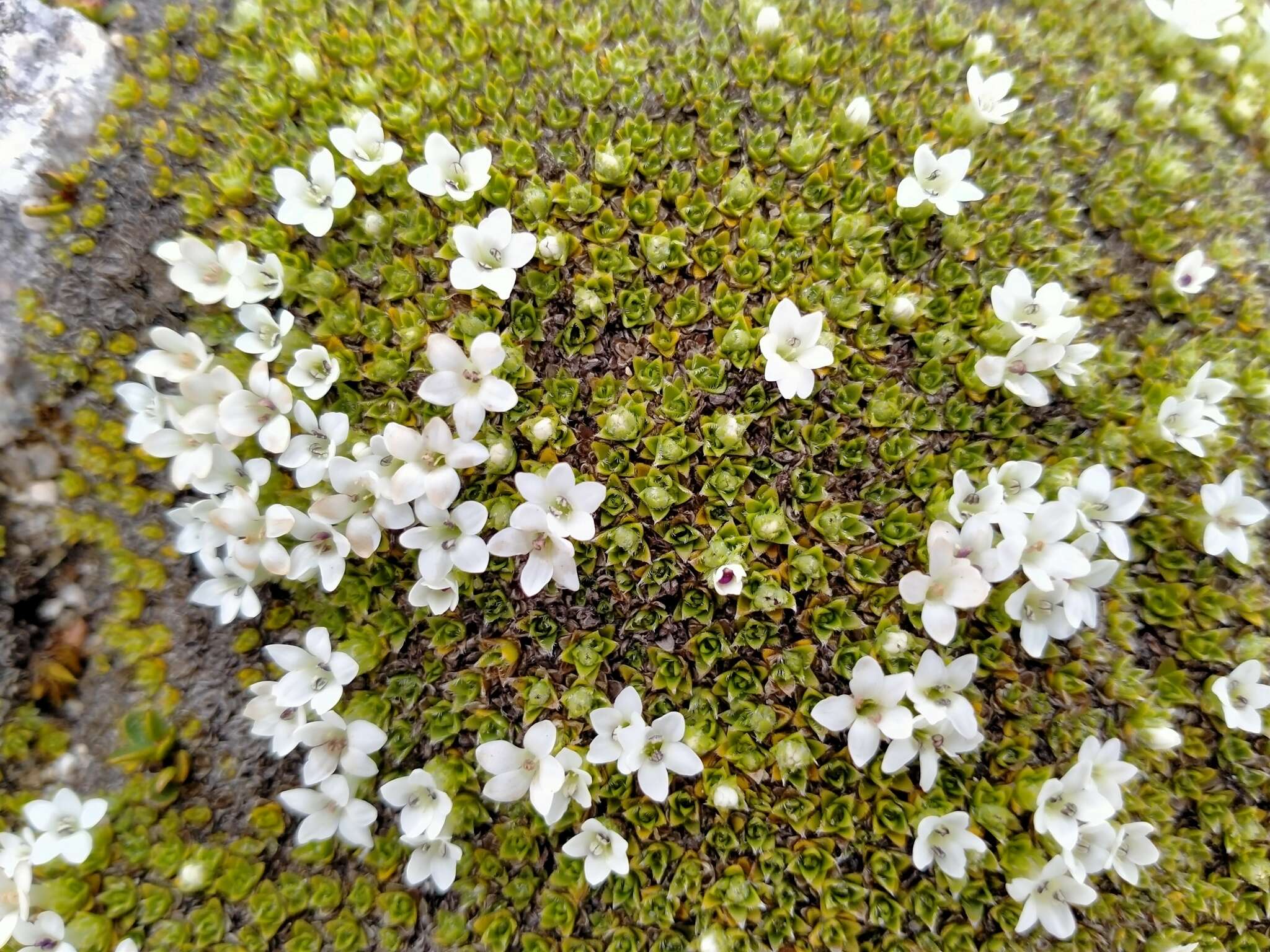 Image of Veronica ciliolata subsp. fiordensis (Ashwin) Meudt