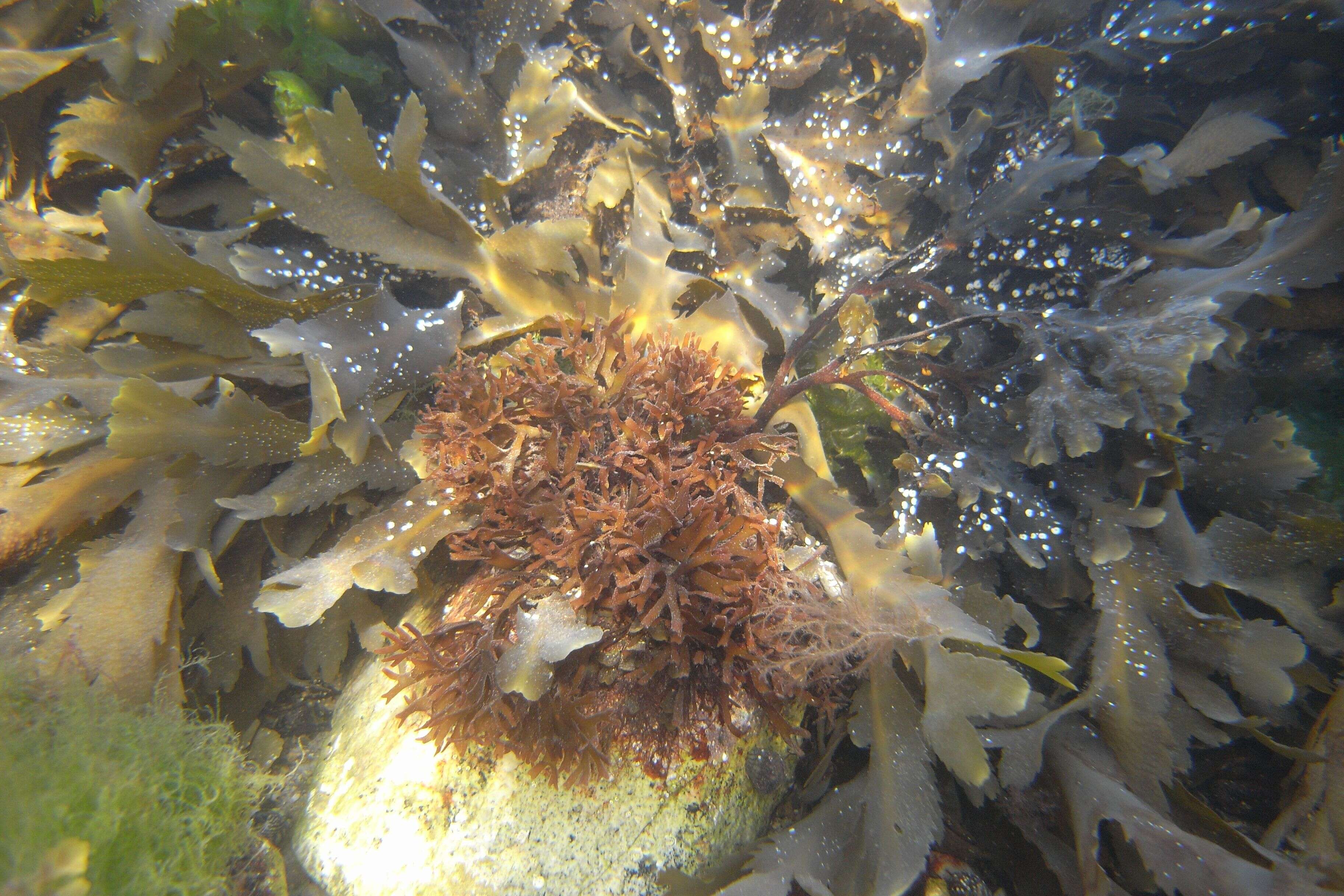 Imagem de Fucus serratus