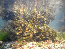 Image of toothed wrack